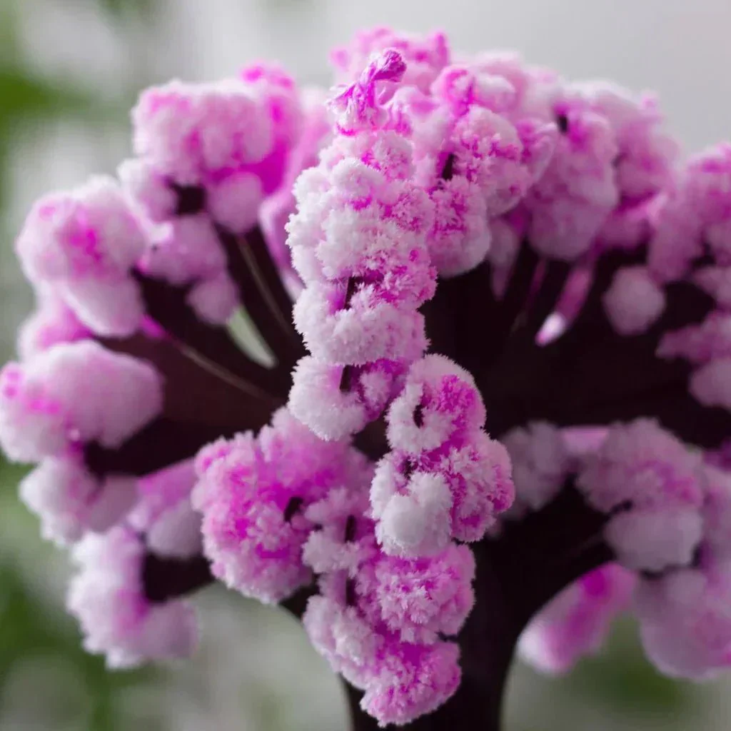 Avelena | Lass deinen Garten blühen - Züchte deinen Sakura-Baum! - Image 4