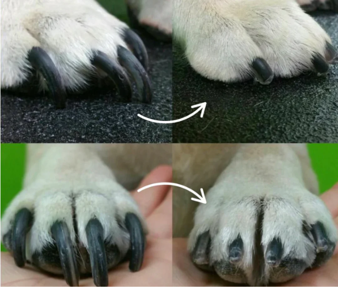 Avelena | PawGlow – Sicher die Krallen Ihres Hundes mit eingebautem LED-Licht kürzen - Image 3