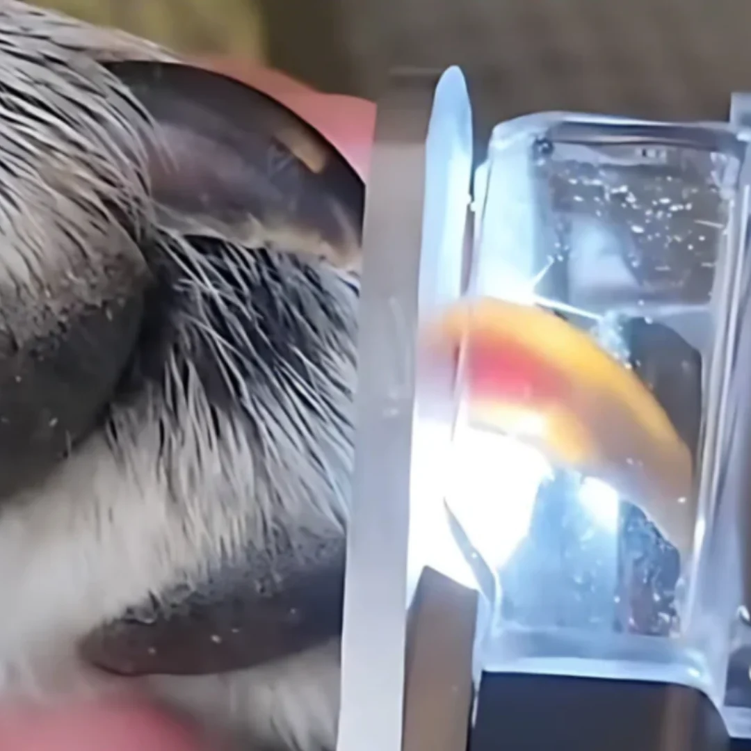 Avelena | PawGlow – Sicher die Krallen Ihres Hundes mit eingebautem LED-Licht kürzen - Image 4