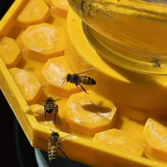 BienenQuelle™ Bienenfreundliche Wasserquelle - Image 2